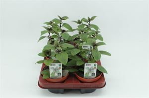 Bild von Basilicum Magic blue